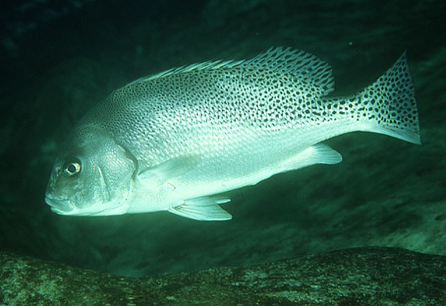 Plectorhinchus cinctus